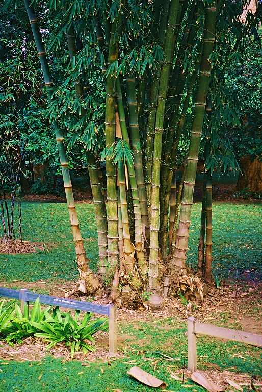 I love bamboo.