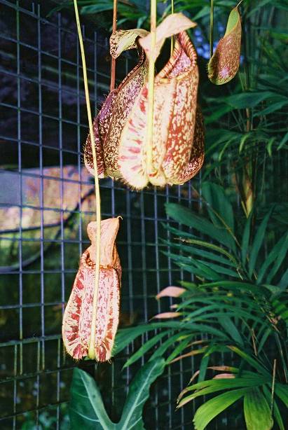 The best part of the orchid house: crazy weird plants that look vaguely dangerous.